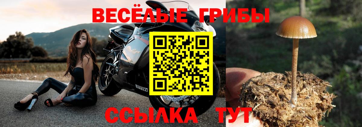 Симферополь  Галлюциногенные грибы MAGIC MUSHROOMS  Вход с VPN  наркота  Псилоцибиновые грибы Cubensis 